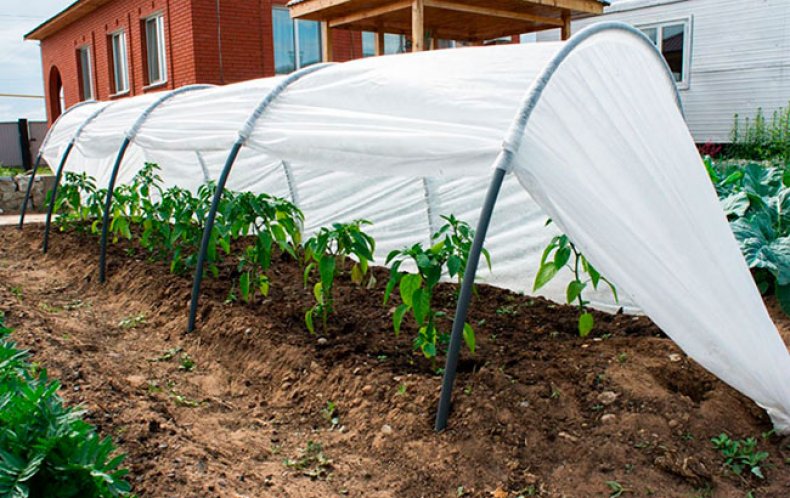 Особенности парников «Подснежник»